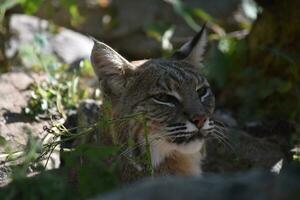 Resting Wild Bobcat in the Summer Time photo