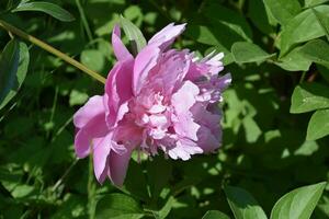 bonito ligero rosado doble peonía en floración foto