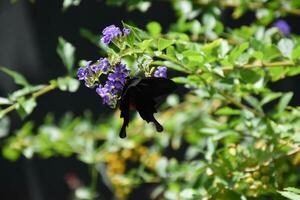 hermosa pipevine cola de golondrina mariposa en un jardín foto