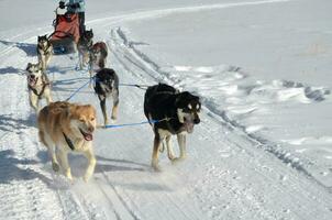 Mushing Sled Dog Team Harnessed and Racing photo