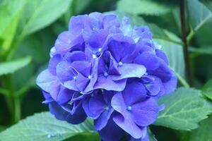 cerca arriba Mira a un azul hortensia floración en un verano día foto