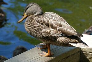 Mallard Duck Standing by the Waters Edge photo