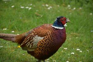 Side Profile of a Ring Necked Game Pheasant photo