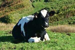 negro y blanco vaca descansando en un campo foto