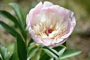 Gorgeous Bi-Color White and Pink Peony Blossom photo