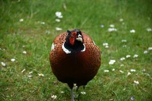 Looking Into the Face of a Ring Necked Pheasant photo