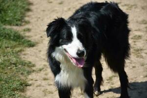 Sweet Black and White Border Collie Dog Standing in Sunshine photo