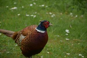 Amazing Pheasant in Grass with Wild Daisies photo