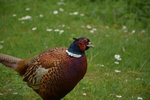 Lovely Side Profile of a Ring Necked Pheasant photo