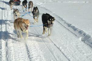 Running and Racing Team of Sled Dogs in the Winter photo