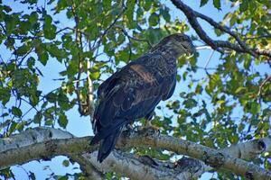 maravilloso dorado águila sentado en un árbol parte superior foto