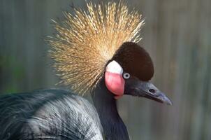 South African Crowned Crane with Feathers on His Head photo