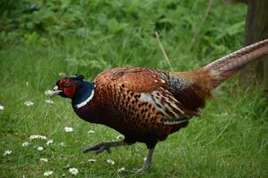 Stepping Pheasant with His Foot Slightly Raised photo