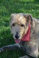 Irish Wolfhound Dog with this Tongue Sticking Out photo