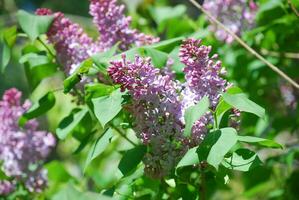 Blooming Purple Lilac Bushes Flowering in Spring photo