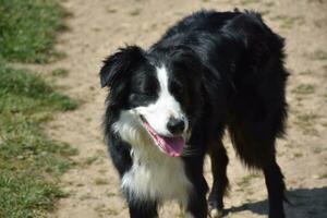 Sweet Faced Border Collie Taking a Rest from Herding photo