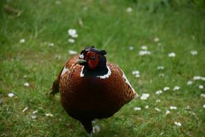 Gorgeous Close Up Look Into the Face of a Pheasant photo
