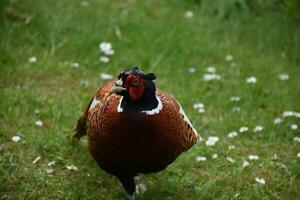 Gorgeous Close Up Look Into the Face of a Pheasant photo