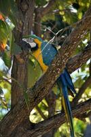 azul y amarillo guacamayo loro en un árbol foto