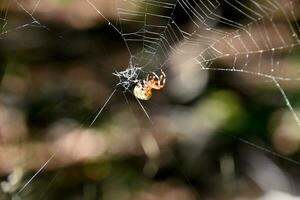 Damaged Spider Web with an Orbweaver Spider photo