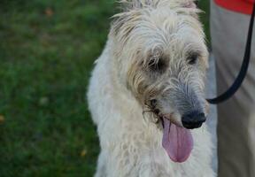 Light Colored Irish Wolfhound Dog With his Tongue Out photo