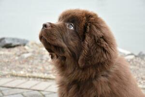 Sweet Purebred Brown Newfoundland Puppy Dog Looking Up photo