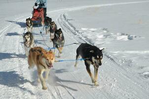 Sled Dogs Running and Racing on a Snowmobile Tract photo