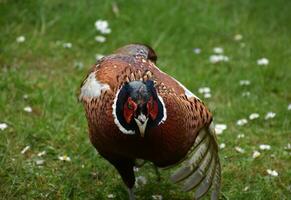 Pheasant With His Wing Partially Extended Beside His Body photo