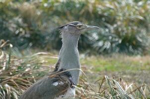 Profile of a Kori Bustard in Tall Grasses photo