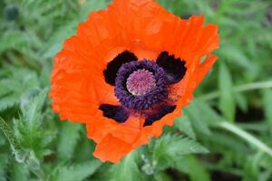 Stunning Orange Oriental Poppy Flower Blossom in Summer photo