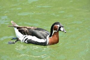 Baikal Teal Duck Going for a Swim in a Pond photo