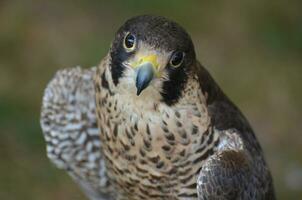 Adorable feathered falcon looking up at a camera photo