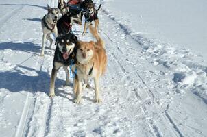Sled Dog Team After a Race in the Snow photo