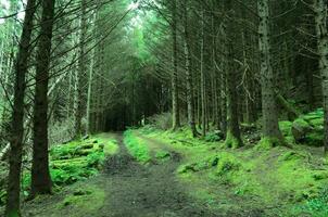 Lush Green Woods on the Isle of Skye photo