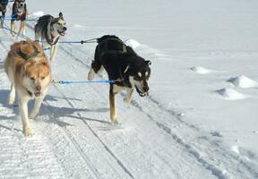 Husky Sled Dog Teams in a Harness Pulling photo