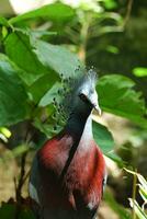 Beautiful Blue and Red Guora Pigeon in a Garden photo