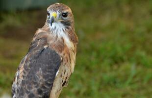 Beautiful brown and white falcon looking behind itself photo