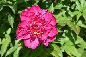 Dark Hot Pink Peony Blossom Flowering in the Summer photo