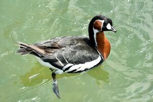 Paddling Baikal Teal Duck in a Pond photo