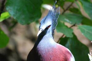 Stunning Blue Goura Bird Up Close and Personal photo