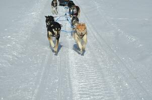 Team of Sled Dogs Pulling a Sled photo