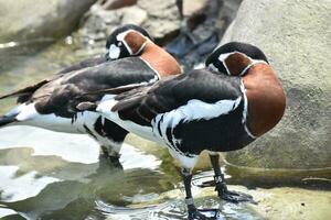 Pair of Baikal Teal Birds Standing on Rocks photo