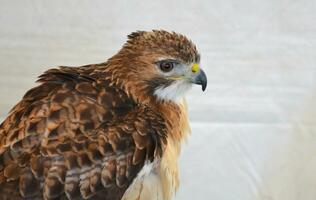 Stunning Look at a Large Falcon Bird photo