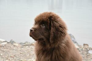 Cute Brown Newfie Puppy Dog Sitting on a Rock Beach photo