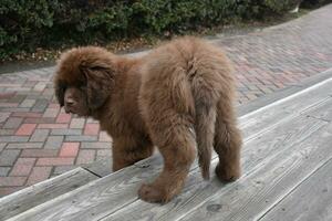 Brown Newfie Puppy Dog Half Way Down Stairs photo