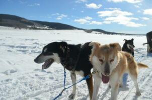 Pair of Sled Dogs Resting After Mushing photo