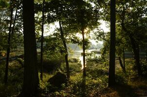 Golden Hour With Sun Shining Through Trees on River photo