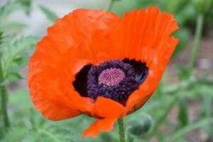 naranja amapola floreciente y floración en el verano foto