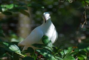 Stunning White Dove Perched in Tree Top photo