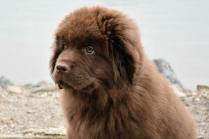 Very Cute Purebred Brown Newfoundland Puppy Dog photo